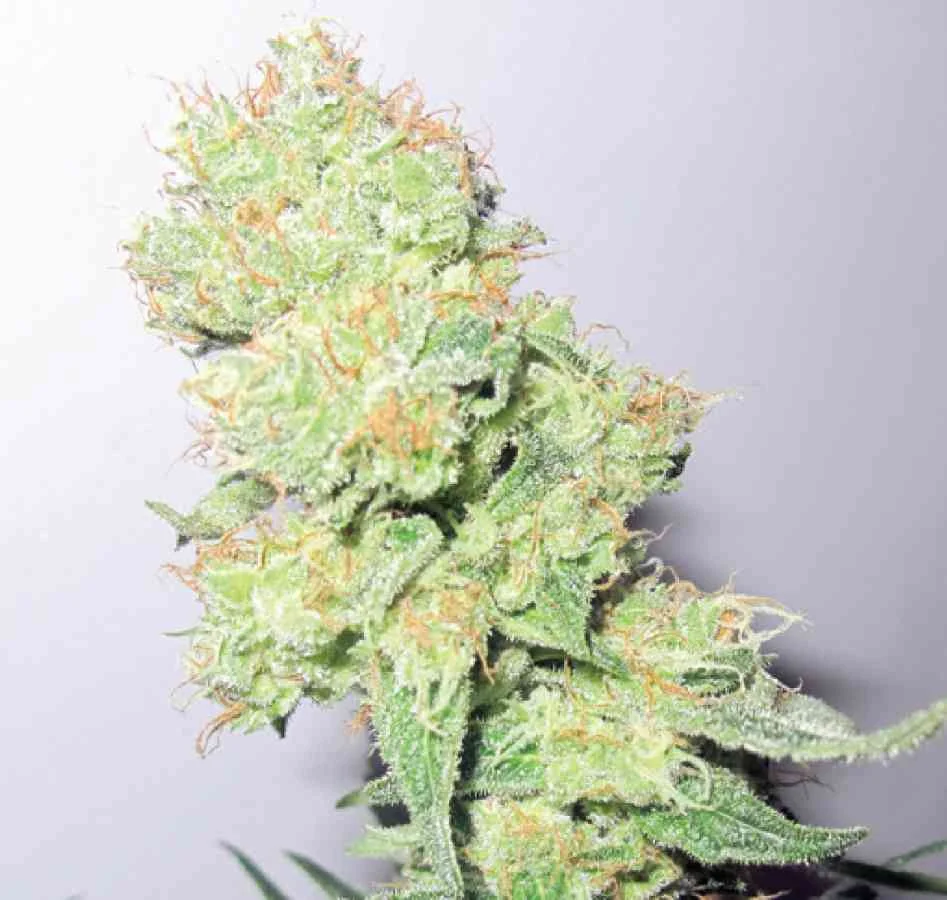 Y Griega Cbd