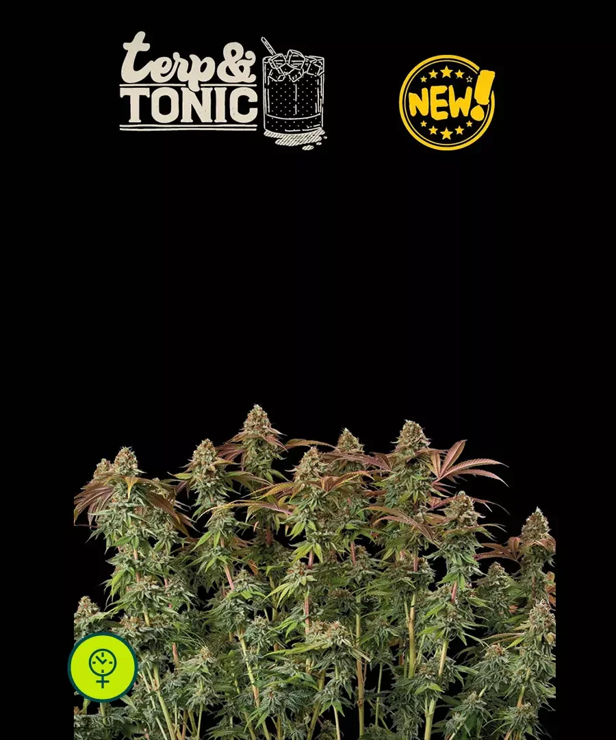 Terp Tonic