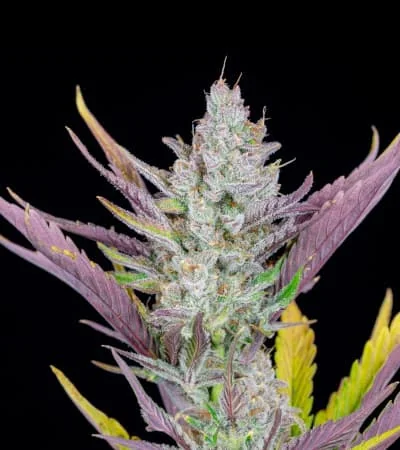 Wedding Glue