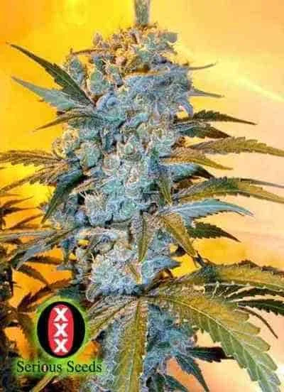 Ak 47 2
