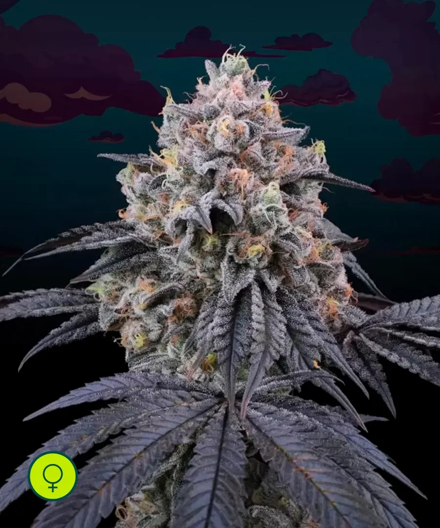 Peach Clouds 3