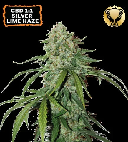 Haze Cbd 3