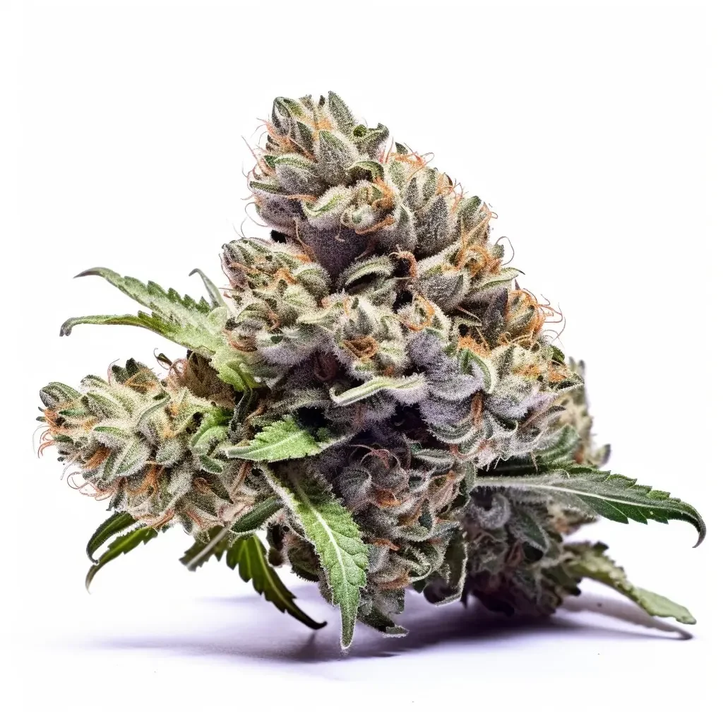Runtz Autoflower