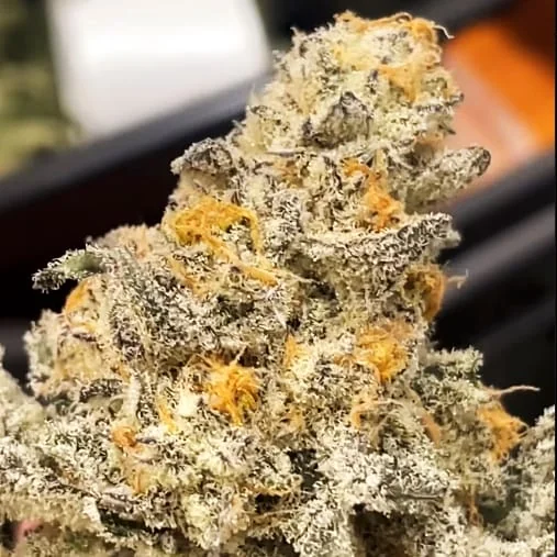 Chomsky Purple City Genetics
