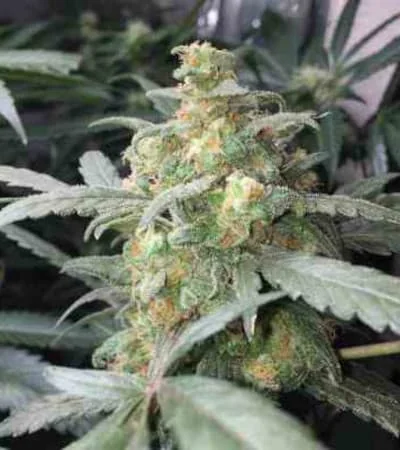 Green Crack 5