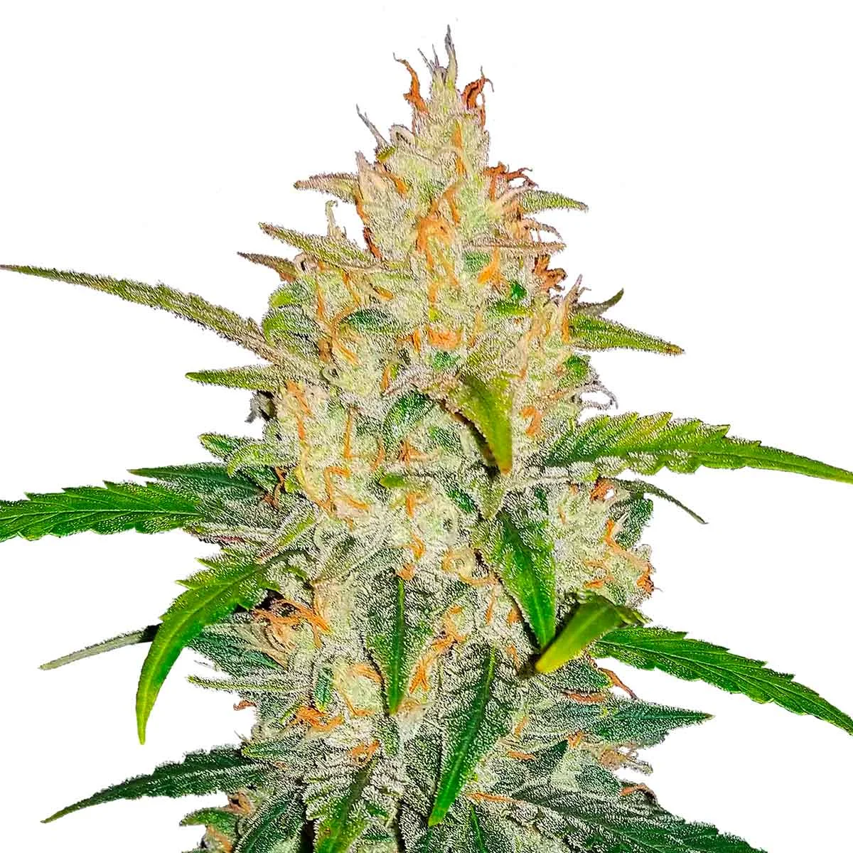 Zkittlez Og 4