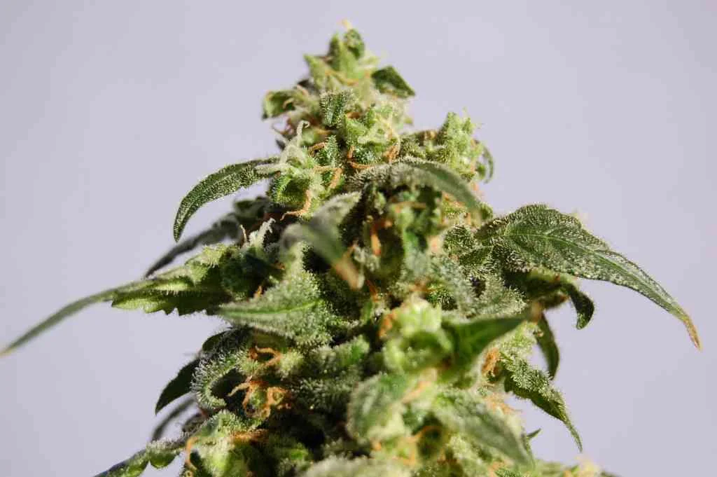 Skunk