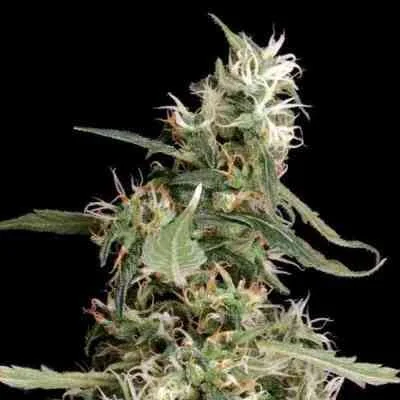Arjan S Ultra Haze