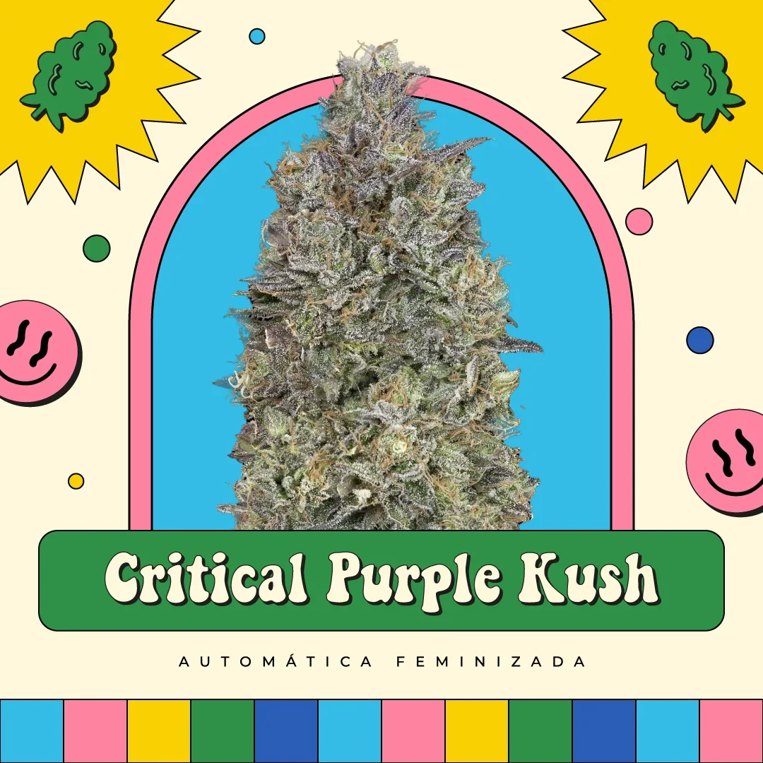 Critical Purple Kush 3