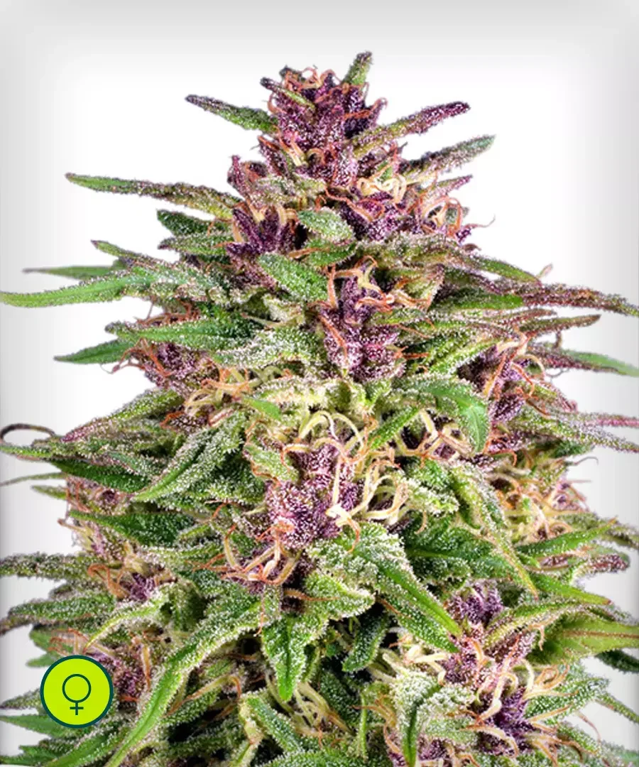 Frisian Dew