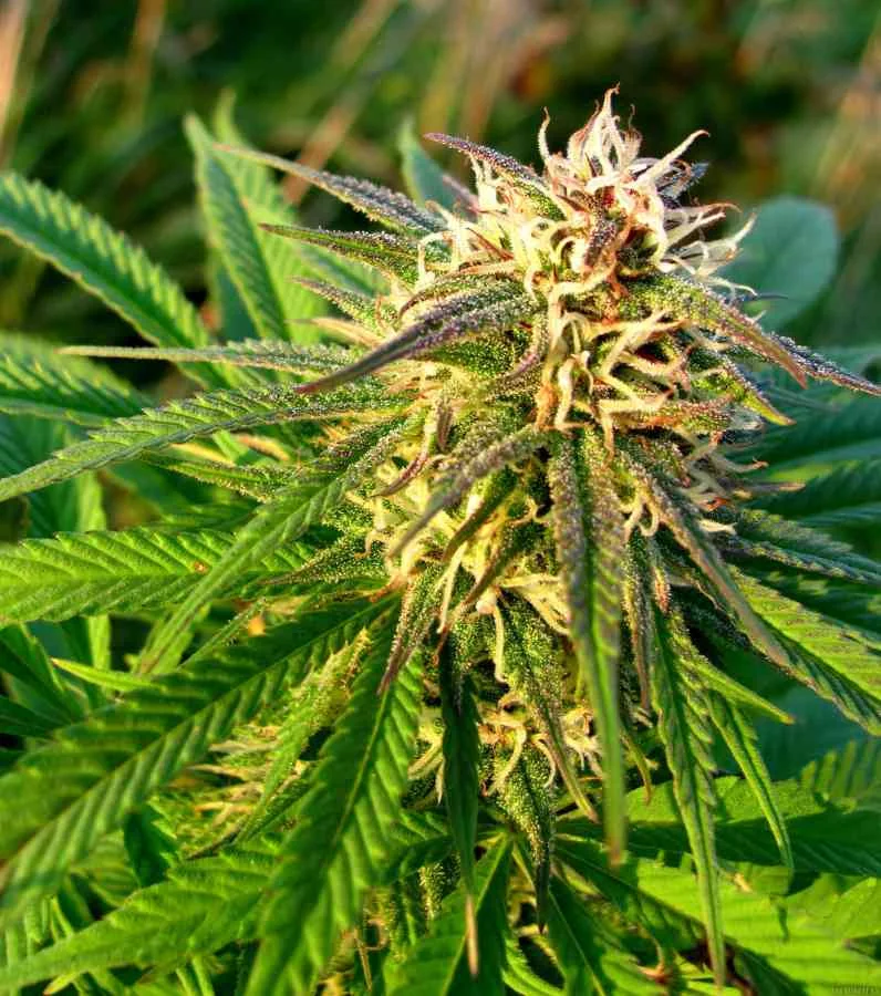 Blue Mystic 2