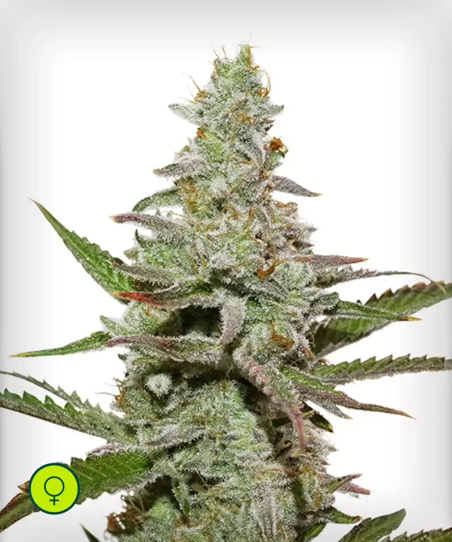 Amsterdam Amnesia