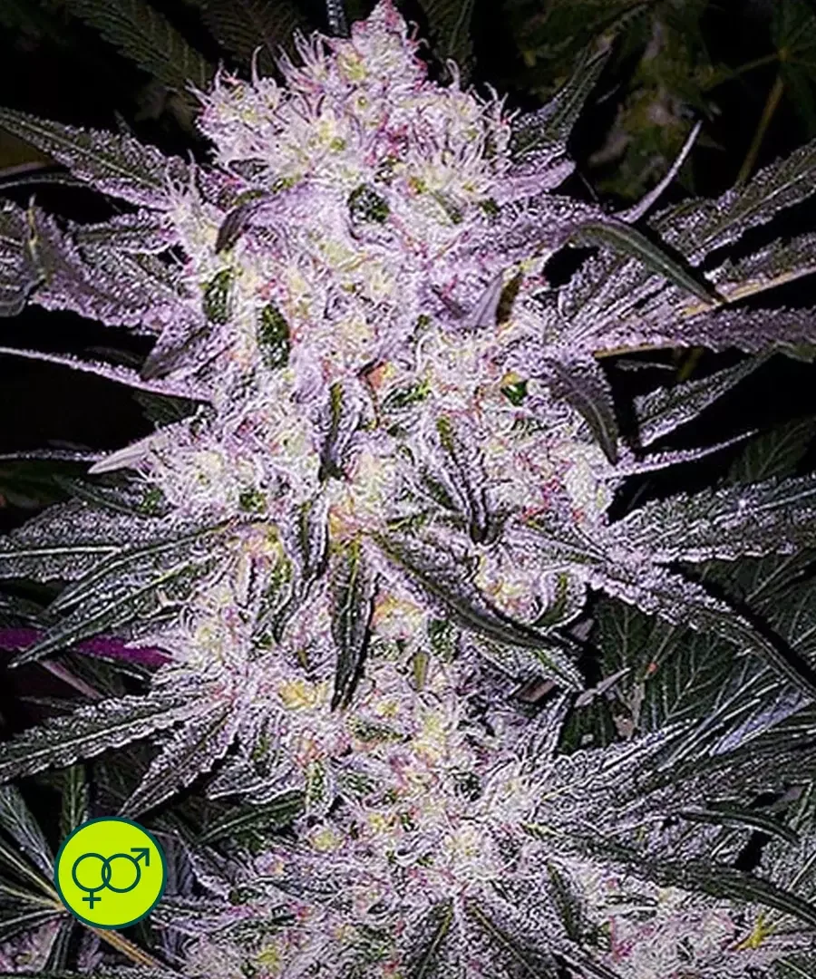 Lilac Cookies Bx2 2
