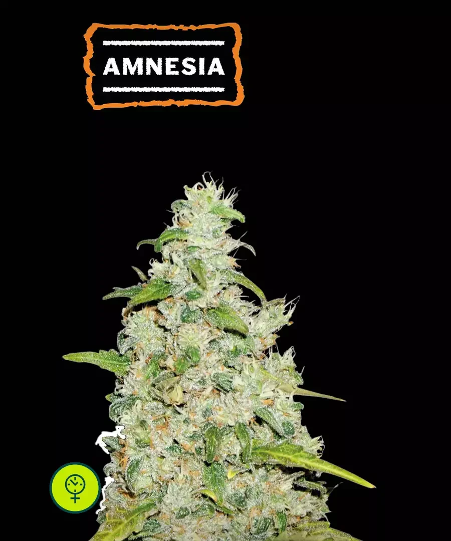 Amnesia