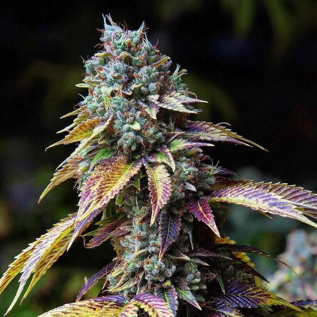 Risas Kush Latitudsurseeds