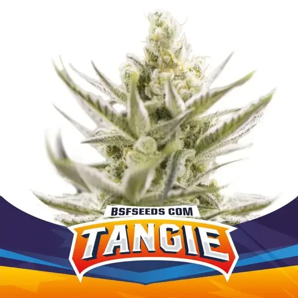 Tangie Xxl