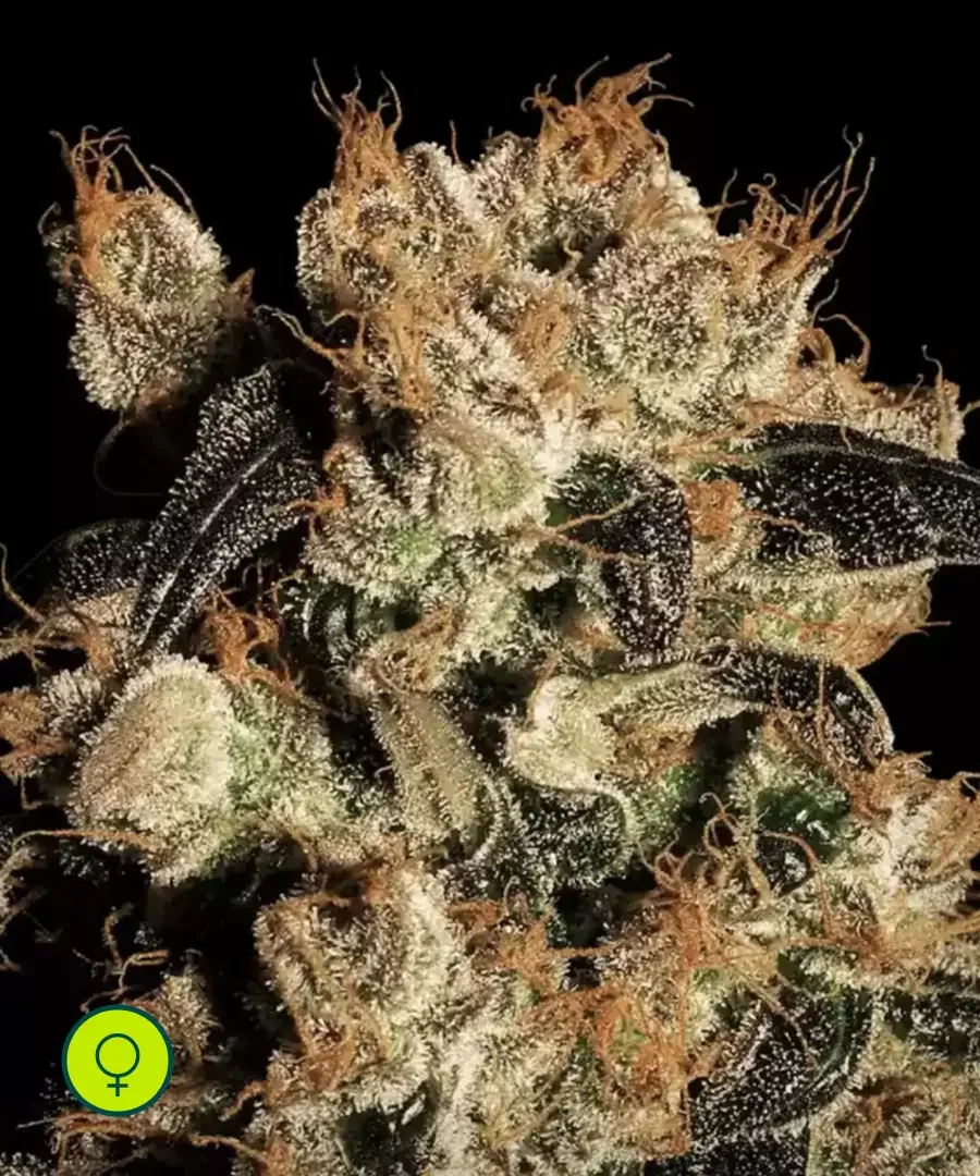 White Berry