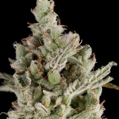 Sweet Madness 3