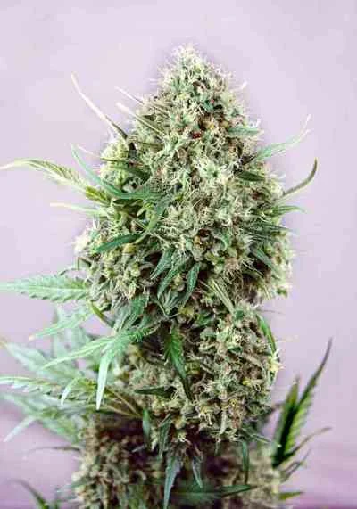 Jack Diesel