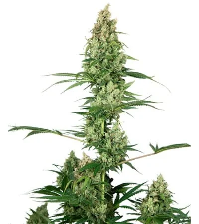 Silver Fire