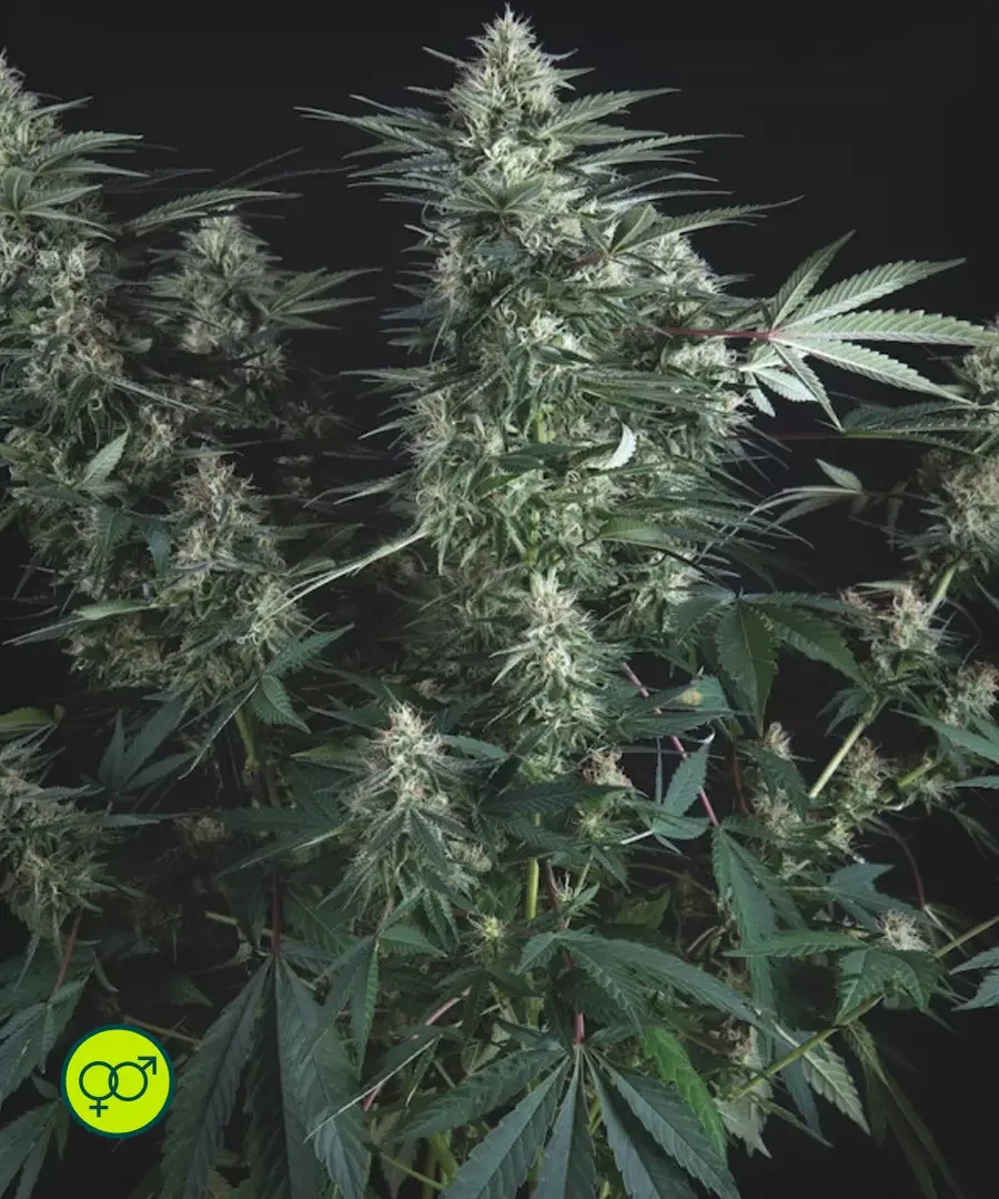 Super Og Kush