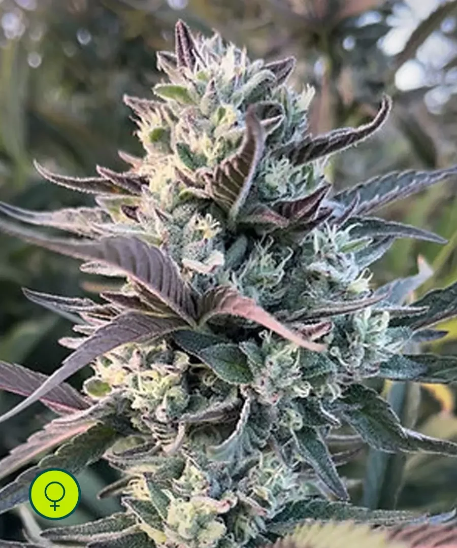 Egyptian Papaya