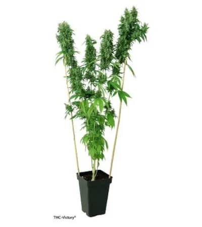 Thc Victory 2