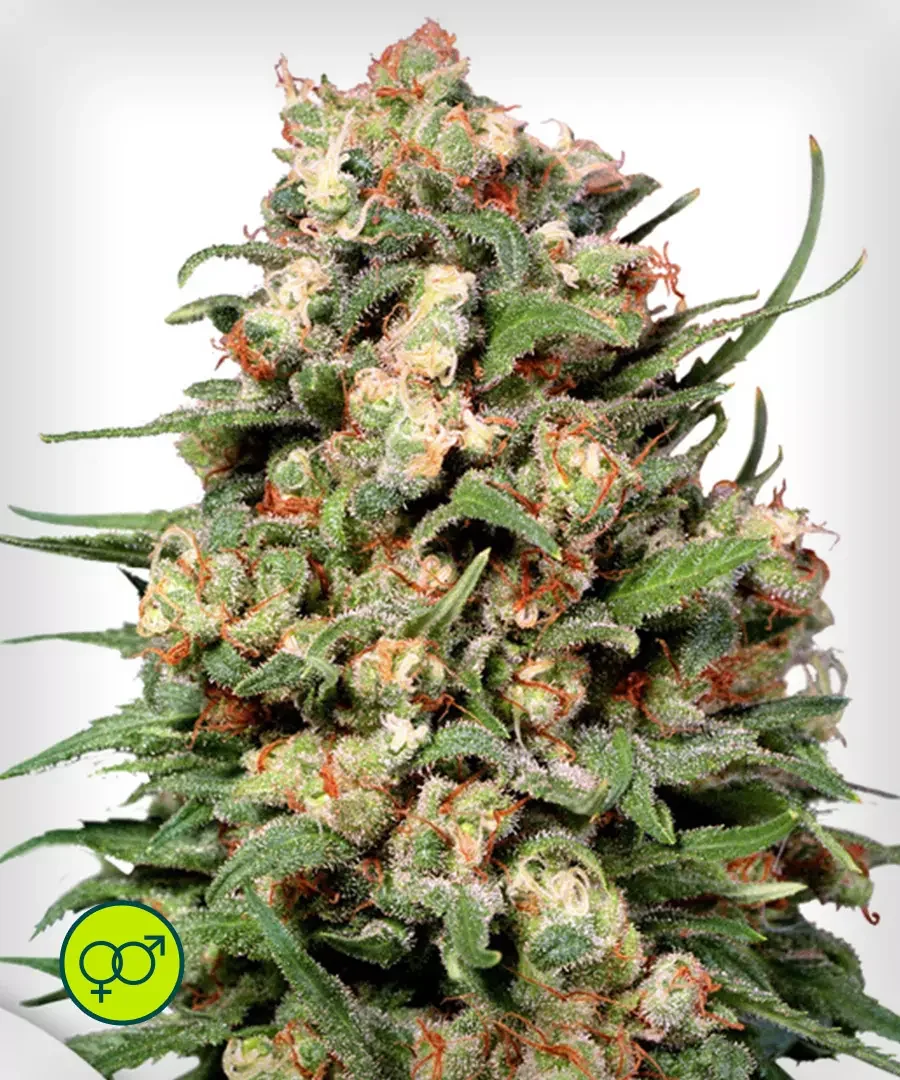 Skunk