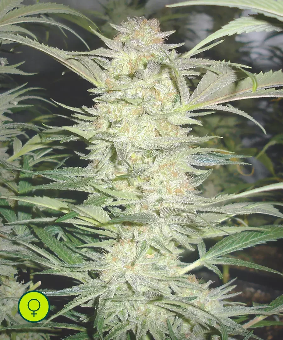 White Widow
