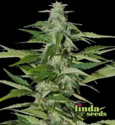 Amnesia Haze 4