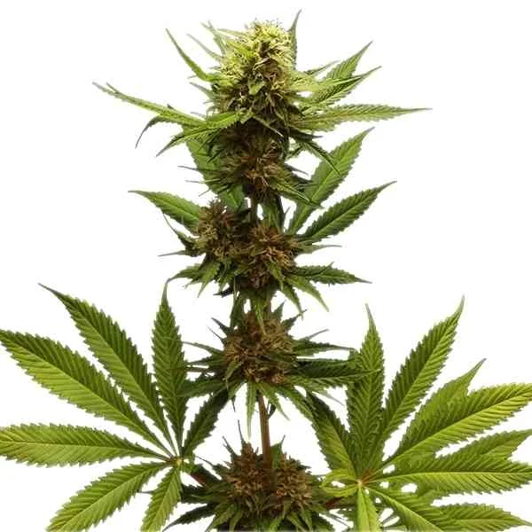 Northern Light 4