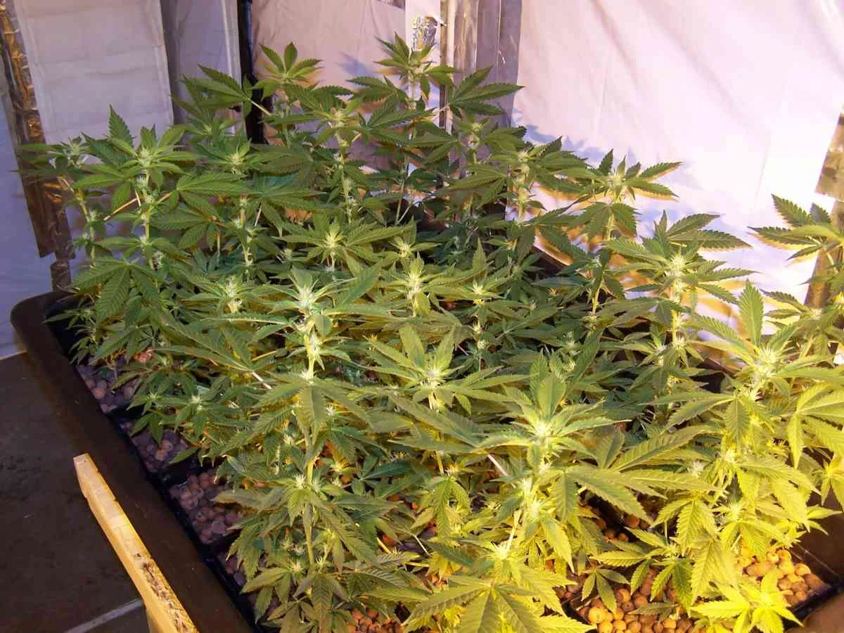 Afghan Kush 3