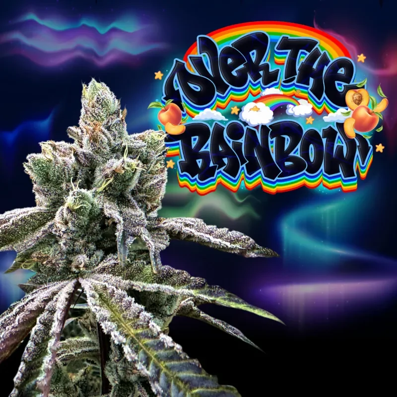 Over The Rainbow 5