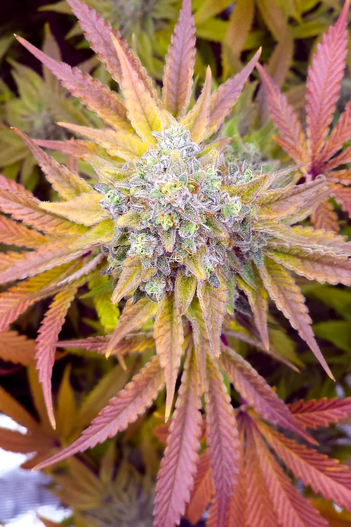 Glazed Lemon Thai 4