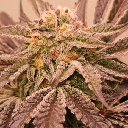 Pinks Guava