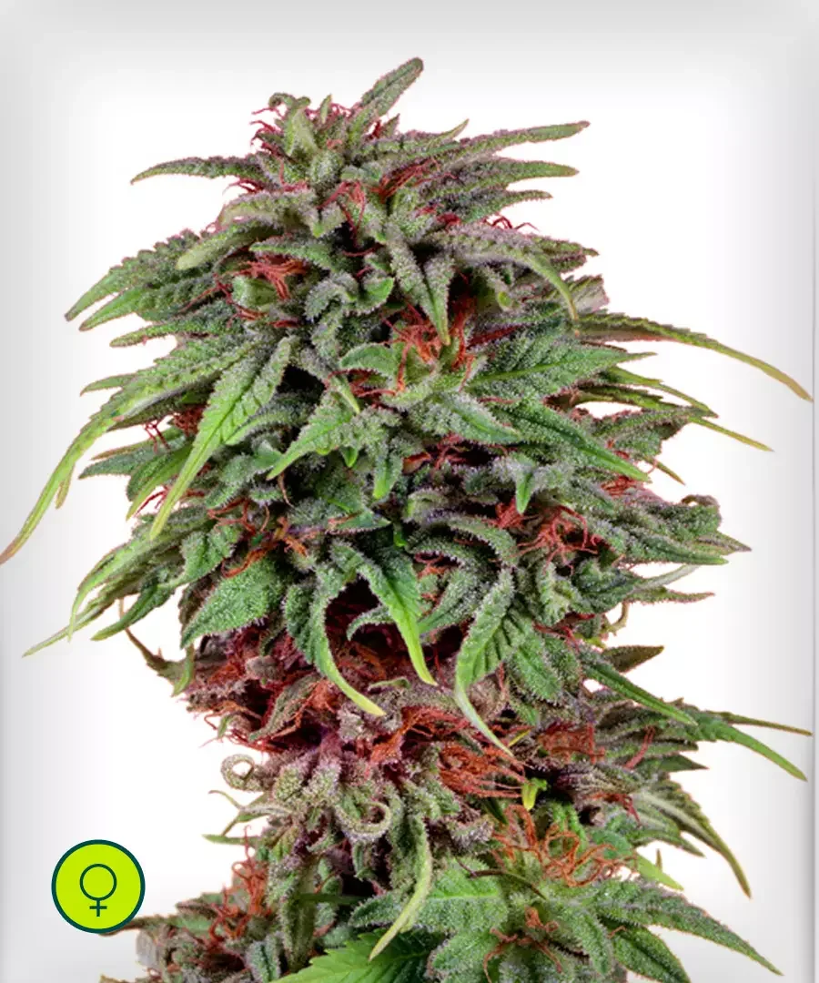 Durban Poison