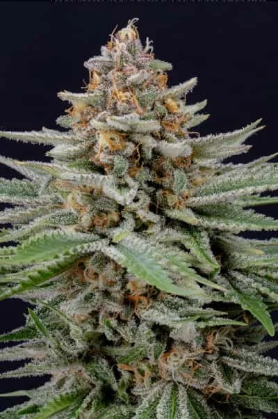 Strawberry Pie 3