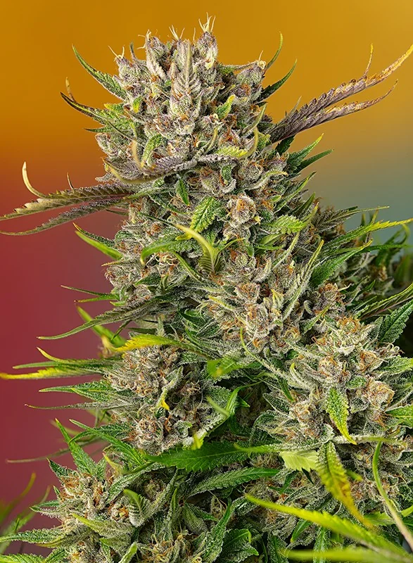 Papaya Zoap 2