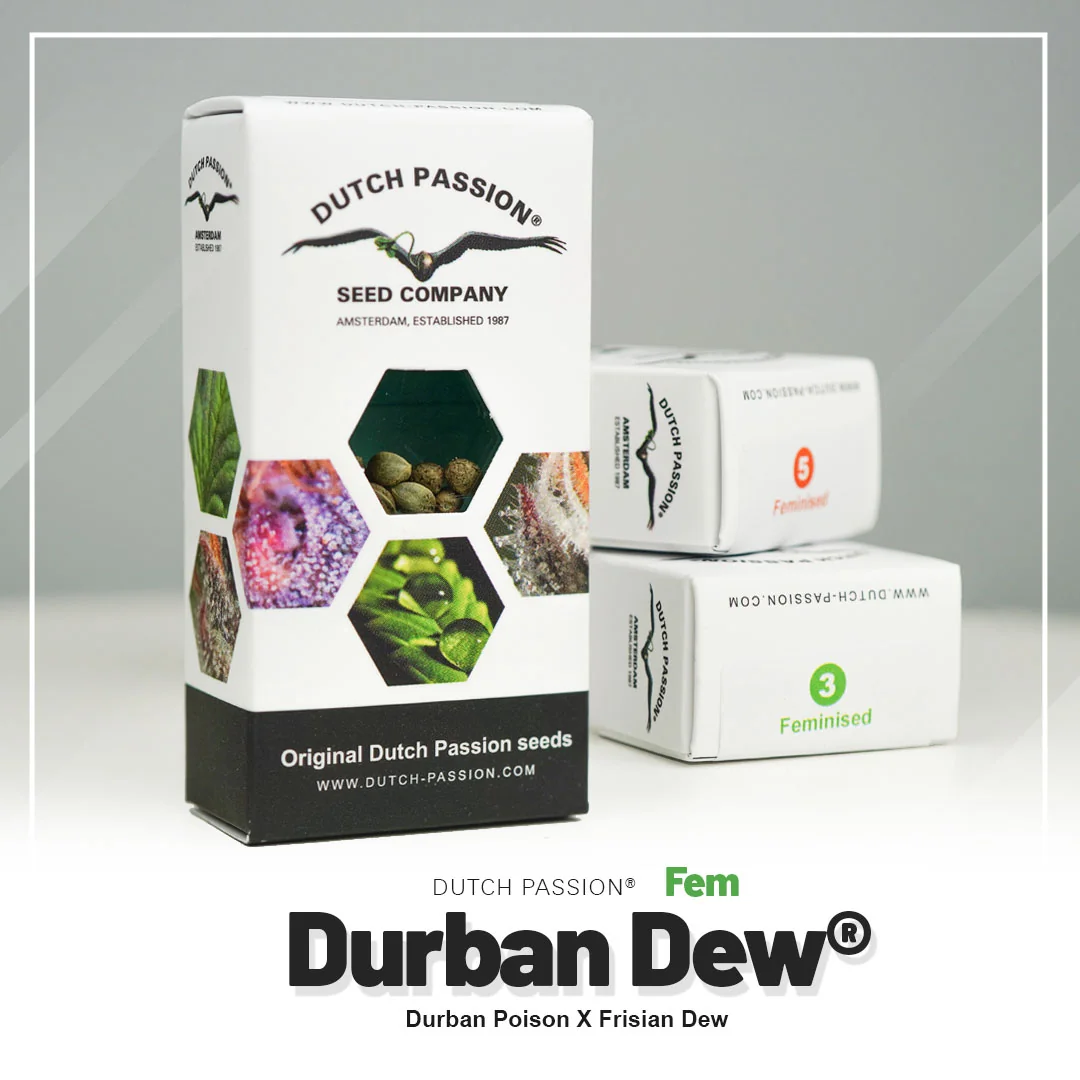 Durban Dew 4