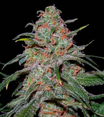 Lemon Skunk 4