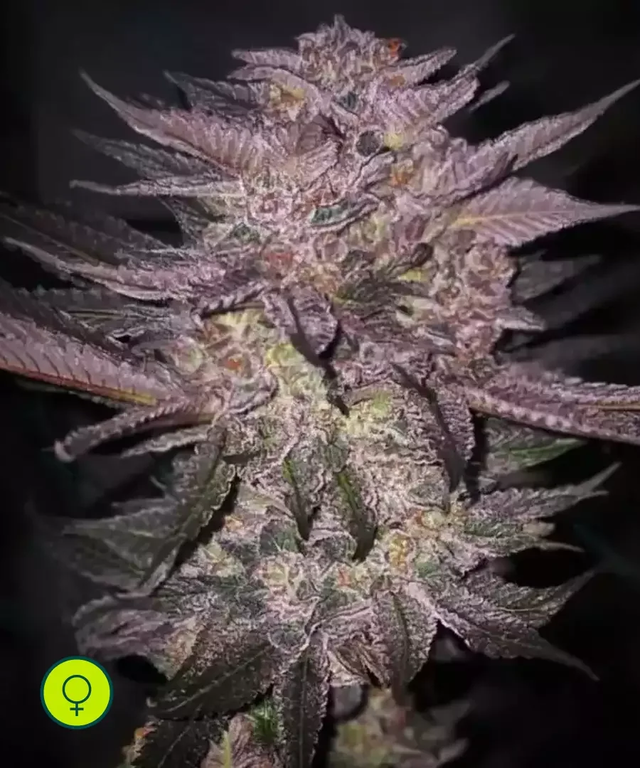 Lilac Diesel 22 Multipack 4