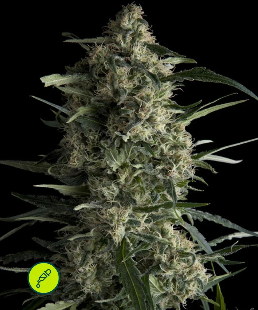 Galaxy Cbd