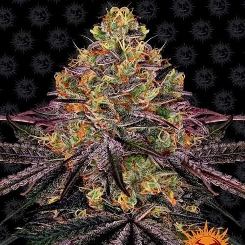 Watermelon Zkittlez