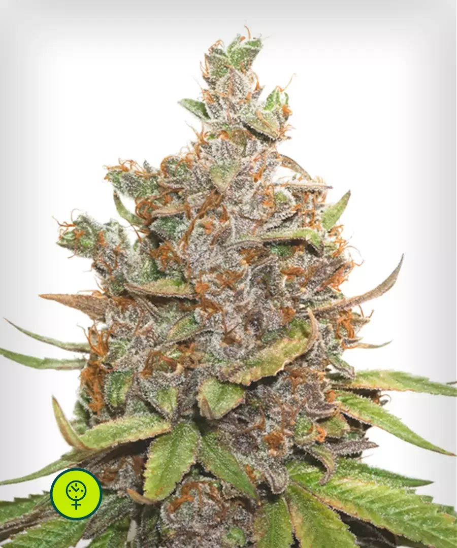 Glueberry O G 2