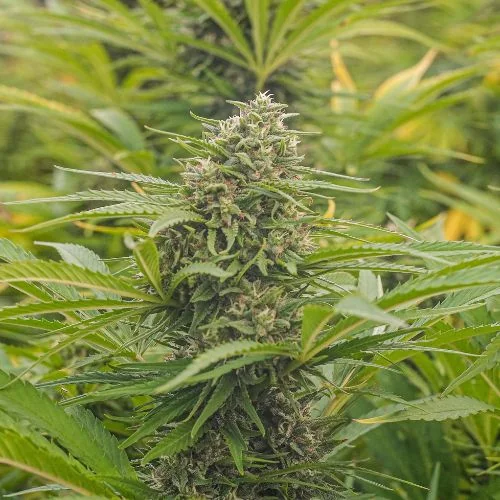 Orange Buddha Cbd
