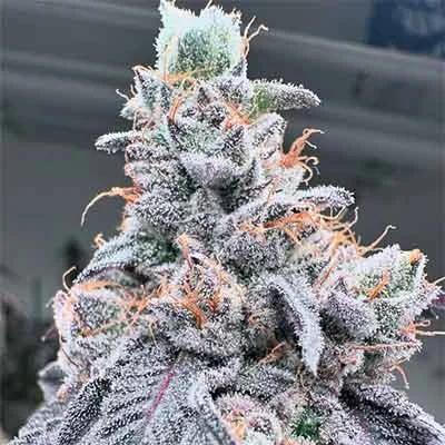 Pink Honey
