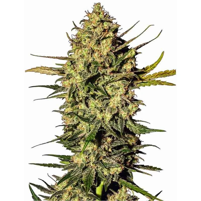 Master Kush 2