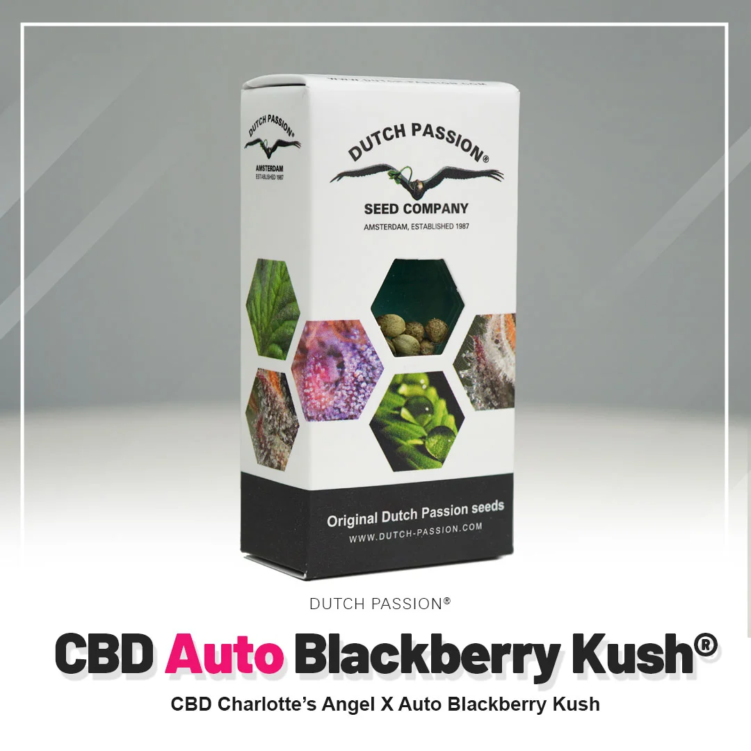 Blackberry Kush 4