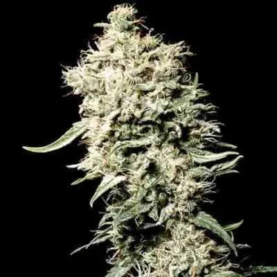 White Rhino 3