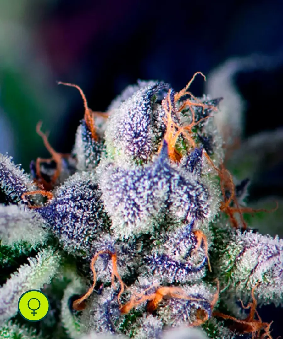 Cookies Kush 3